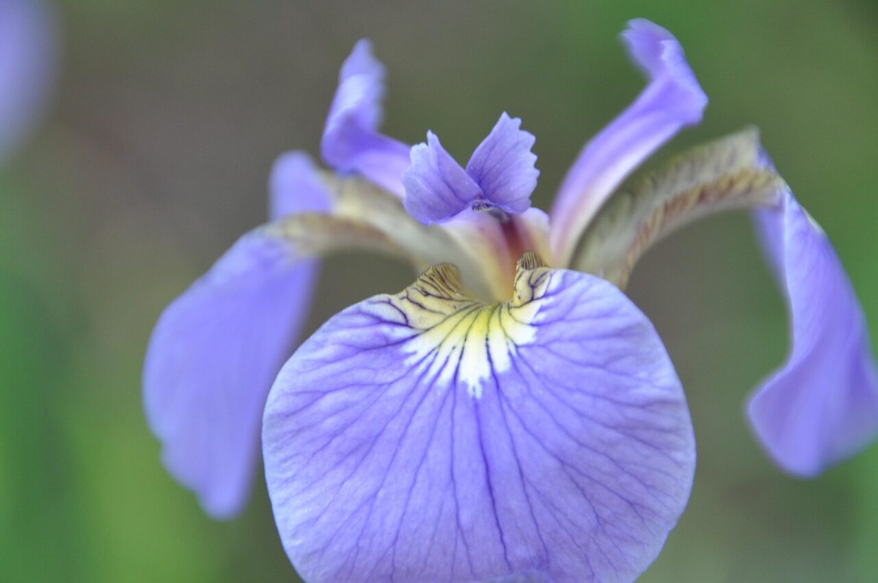 花言葉：あやめの花言葉と色別の意味｜あやめを使ったコスメ＆漢方豆知識も紹介 - ほわおぽblog