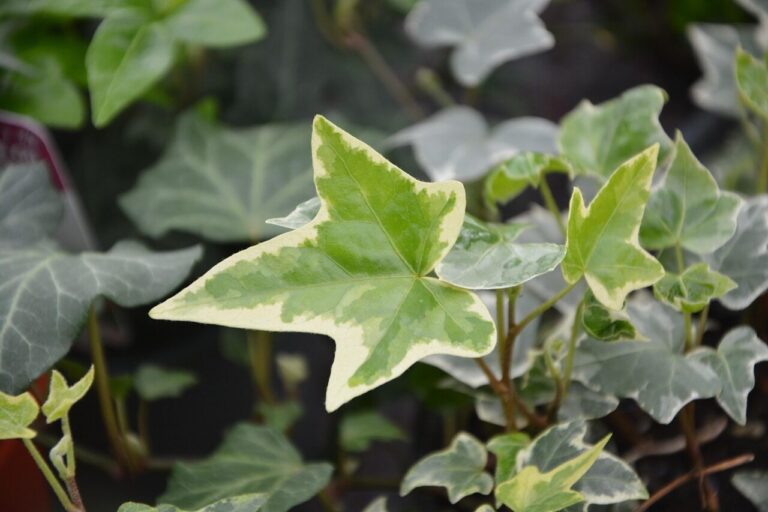 つた(蔦)の花言葉は?意味と風水効果|永遠の愛・結婚を象徴する植物 - ほわおぽblog